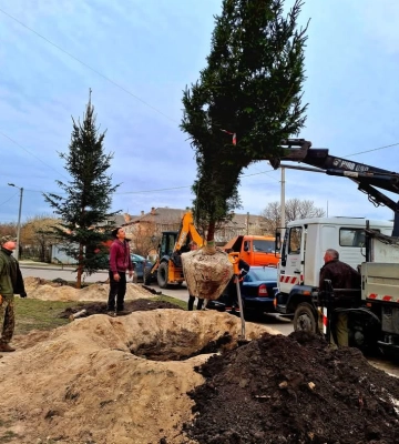 Завдяки Москвичу поряд із ліцеєм на Рівненщині ростимуть закарпатські смереки