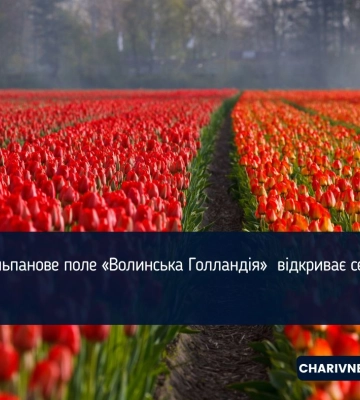 Повідомили точну дату відкриття відомого тюльпанового поля «Волинська Голландія»