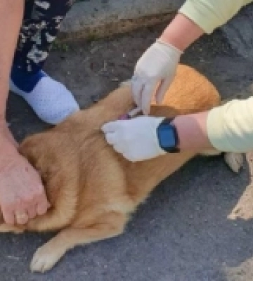 У Нововолинській громаді безкоштовно вакцинували домашніх тварин від сказу