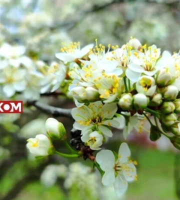 В Україні очікується мінлива хмарність: погода на 25 квітня