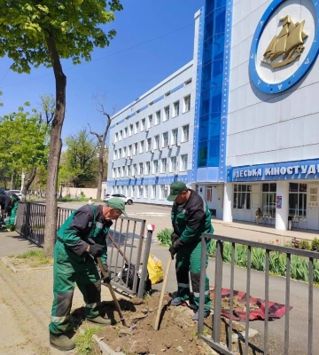 В Одесі корчують пні