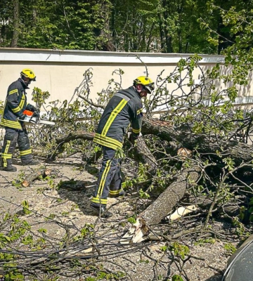 У Чернівцях на тротуар та машину впало дерево
