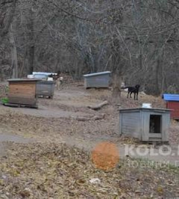 У Полтаві проведуть толоку на пункті перетримки тварин