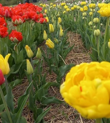 300 сортів квітів і 5 гектарів краси: на Волині стартував фестиваль тюльпанів «Волинська Голландія»