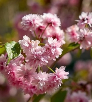 Рожеві зефірні хмаринки: у луцькому зоопарку зацвіли сакури 