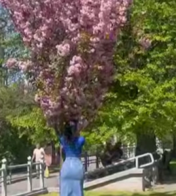 Не гірше, як в Ужгороді: де у Луцьку зробити неймовірні фото поруч з сакурами