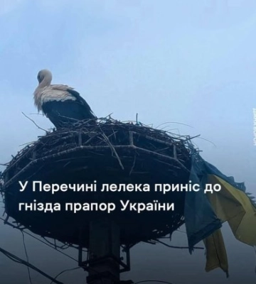 Лелека приніс прапор України до гнізда: тепла історія з Перечина
