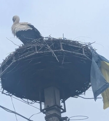Лелека приніс прапор України до гнізда: тепла історія з Перечина