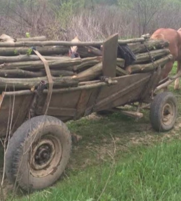 На Волині чоловіка оштрафували й конфіскували підводи за незаконну вирубку сосен