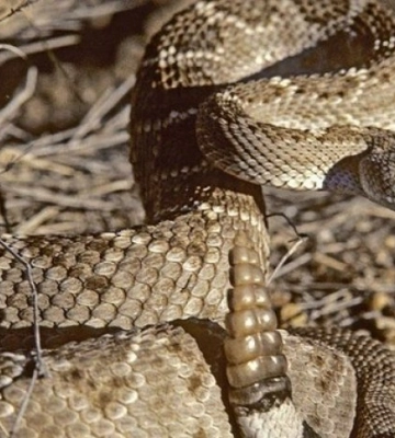 Сенсація в біології: отрута цих змій навчилась пристосовуватися під кожну жертву