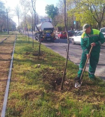 За місяць в Одесі висадили 327 молодих дерев 