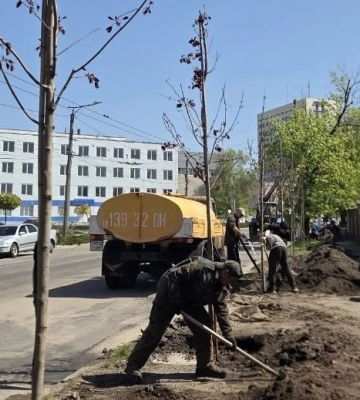 Понад пів сотні кленів висадили на вулиці Чикаленка у Кропивницькому 