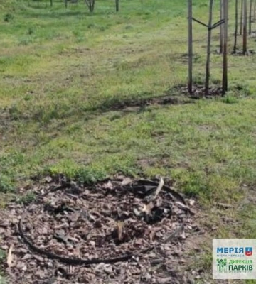 Черкаська поліція шукає тих, хто зламав дерево на Алеї Героїв