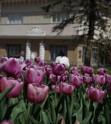 Прогноз погоди по Івано-Франківську та області на 01 травня 2025 року