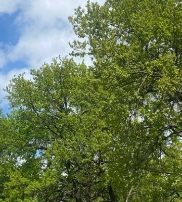 На Полтавщині прогнозують місцями дощ та грозу