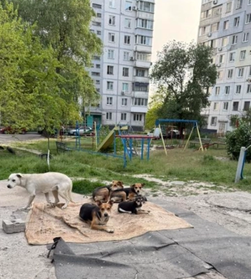 Масове отруєння собак у Дніпрі: чи врятують їх від смертного вироку