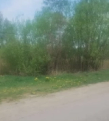 У громаді на Волині з аукціону продадуть право оренди земельної ділянки на 10 років