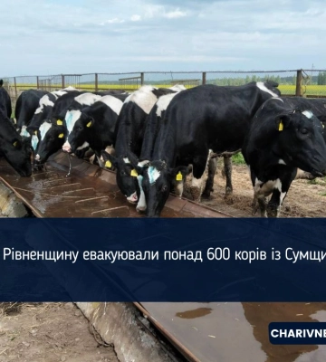 На Рівненщину евакуювали понад 600 корів із Сумщини (ФОТОФАКТ)