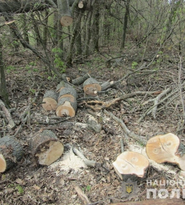На Волині стали рубати більше лісу