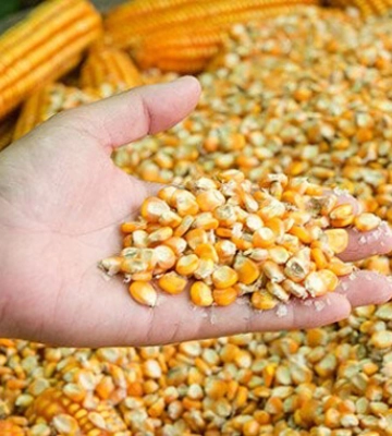 Кукурудза в Україні вже дорожча за продовольчу пшеницю