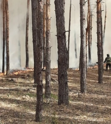 На Харківщині внаслідок російських артобстрілів виникли масштабні лісові пожежі