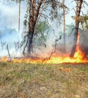 Триває ліквідація 11 лісових пожеж на Харківщині, 5 з них пов’язані з російськими обстрілами, - ДСНС. ФОТОрепортаж