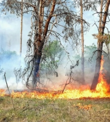 На Харківщині через наближення лісової пожежі готується евакуація в Ізюмському районі