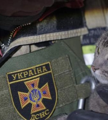 Была в квартире, в которую попал "Шахед": в Киеве из пожара спасли 17-летнюю кошку