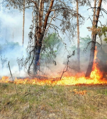 На Харківщині спалахнула лісова пожежа — детонують російські боєприпаси, влада готує евакуацію