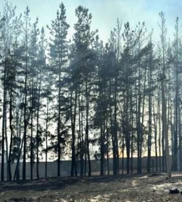 Лісова пожежа поблизу Ізюма охопила майже 80 гектарів - ДСНС