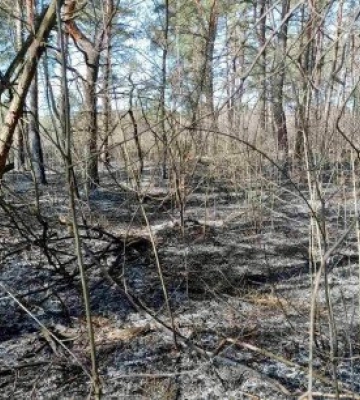 На Волині судитимуть двох молодиків, які підпалили ліс та побили лісника