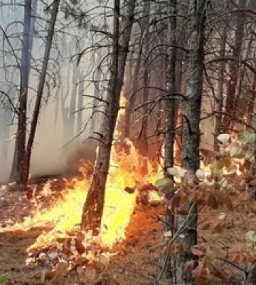Підпалили ліс і побили лісівника: судитимуть двох молодиків з Луцького району