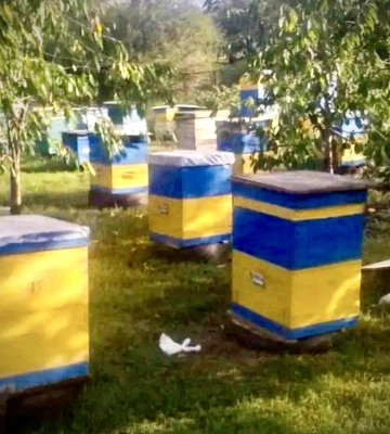 Ветеран з Одещини відновлює пасіку, де розводитиме бджіл українських степових та карпатських порід