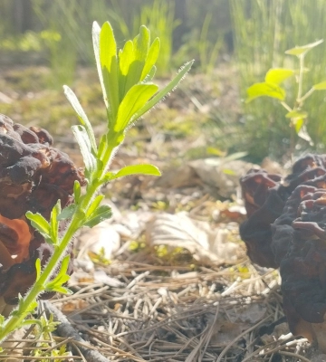На Волині стартувала школа учнівського самоврядування