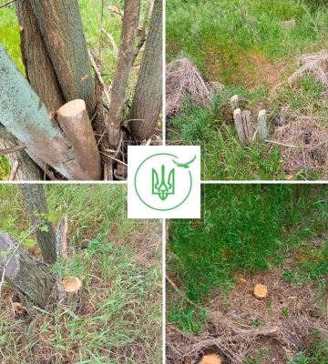 На Одещині виявили факт знищення понад півтори сотні дерев полезахисної лісосмуги