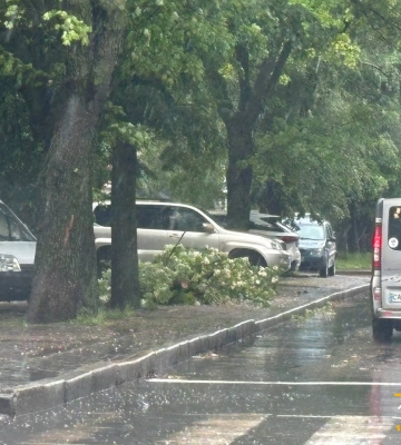 Пошкодила дроти та два автомобілі: у центрі Черкас впала гілка дерева (ФОТО)