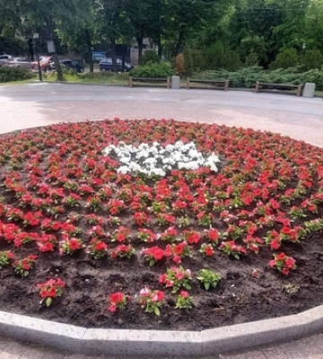 Біля театру в Кропивницькому вкрали пів сотні петуній 