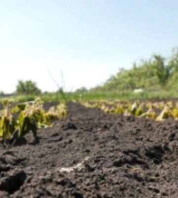 На Волині оголосили попередження про травневі заморозки