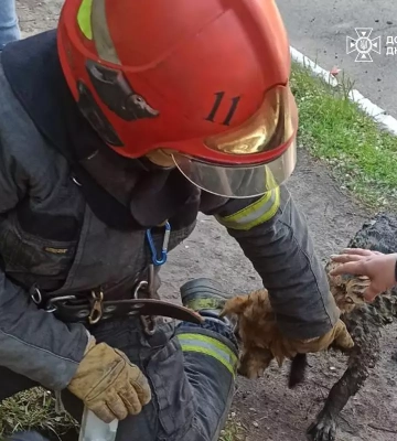У Кривому Розі бійці врятували песика із глибокого каналізаційного колодязя, - ДСНС