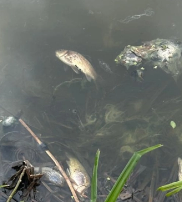 У водоймі на Житомирщині виявили масову загибель риби