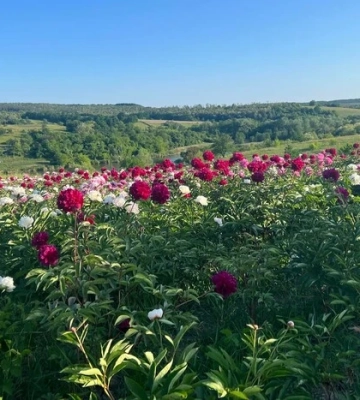 Тур вихідного дня. Чому варто відвідати «Яр півоній» на Черкащині