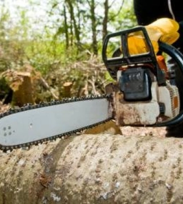 У Полтаві виділили понад мільйон гривень на видалення аварійних дерев: що саме спиляють
