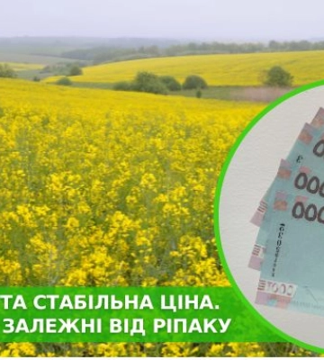 Перші гроші та стабільна ціна. Чому аграрії залежні від ріпаку