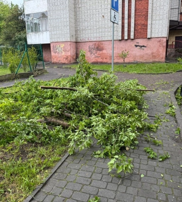 У Львові негода повалила дерево на автомобіль