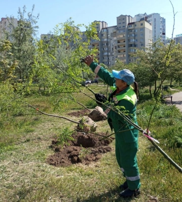 В Одесі висадили більш ніж півтори тисячі дерев