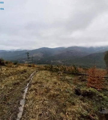 На Буковині судитимуть майстра лісу за службову недбалість на понад 1,8 мільйони гривень
