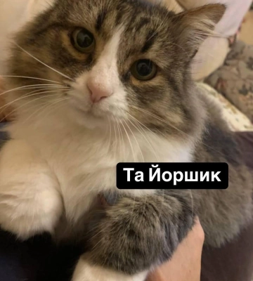 Директор Одеського зоопарку розшукує своїх домашніх улюбленців: тварини загубилися під час атаки РФ