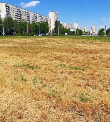 Как в Харькове создают пустыни и разводят амброзию, рассказал биолог