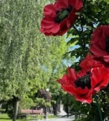 Полтавщина відзначила День пам’яті та перемоги над нацизмом