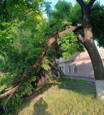 Штормовий вітер повалив в Одесі дерева та великі гілки 